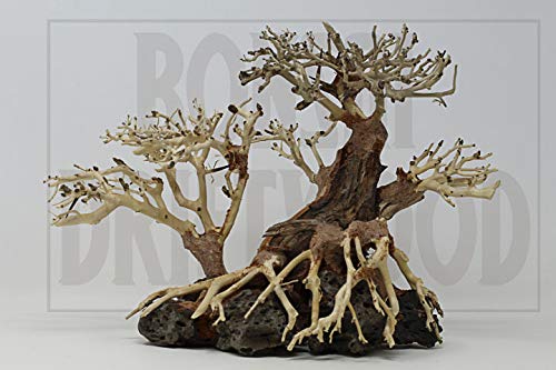 Bonsai Driftwood  product image 8