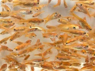Toledo Goldfish  product image 9