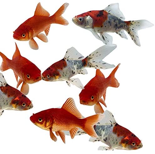 Toledo Goldfish  product image 8