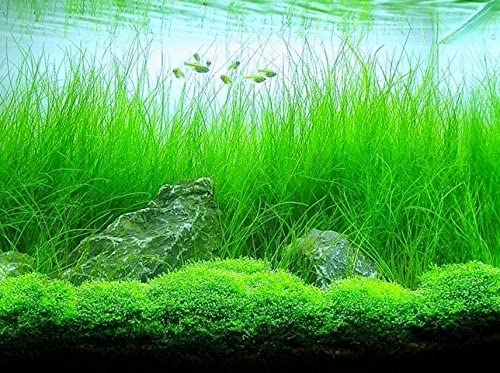 Aquarium Plants Discounts  product image 7