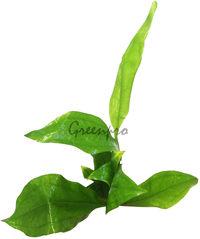 Greenpro  product image 4