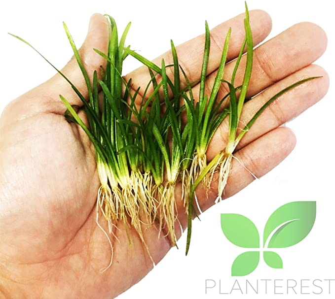 Planterest  product image 8