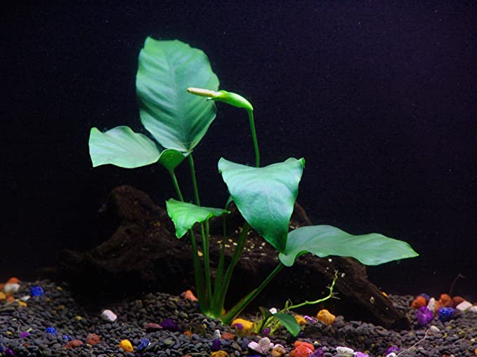 Aquarium Plants Discounts  product image 2
