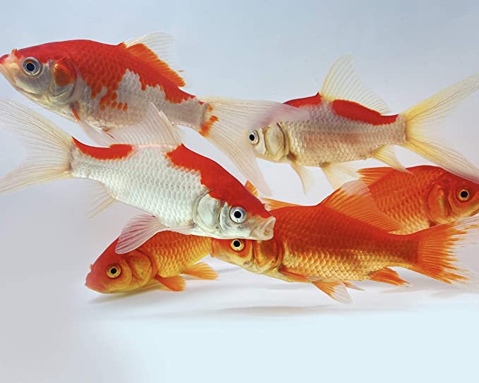 Toledo Goldfish  product image 4