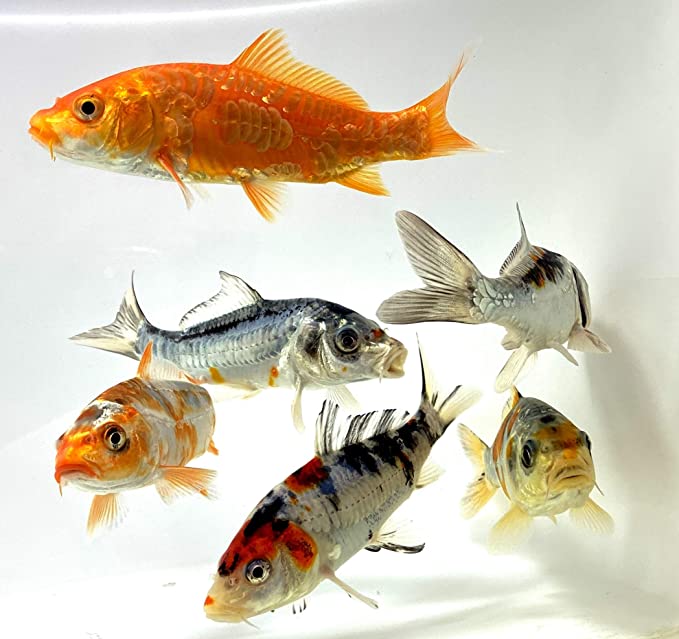 Toledo Goldfish  product image 3