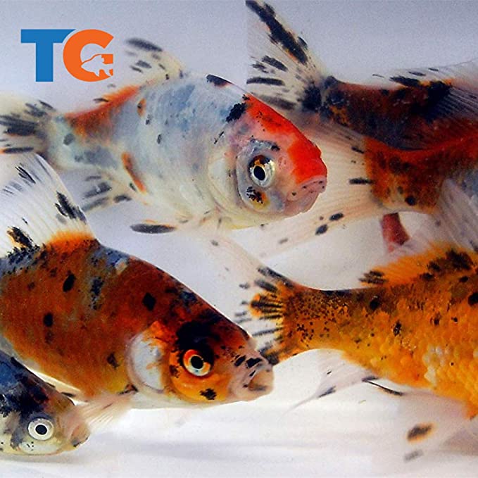 Toledo Goldfish  product image 8