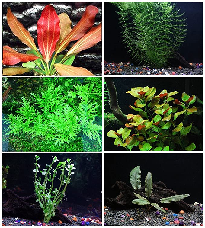 Aquarium Plants Discounts  product image 9